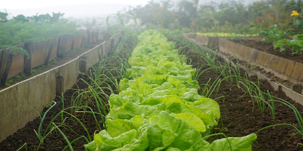 Hydroponic Equipment