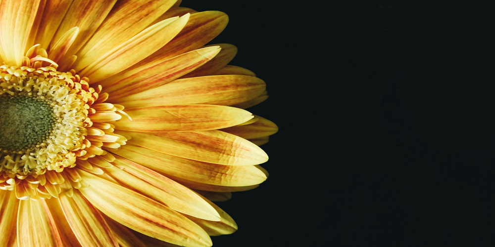 Dried And Pressed Flowers